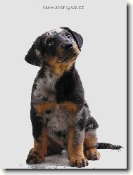 Beauceron harlekn