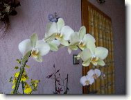 Phaleanopsis