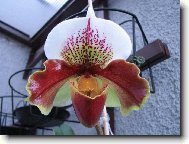 Paphiopedilum Joan McLellan Tayler