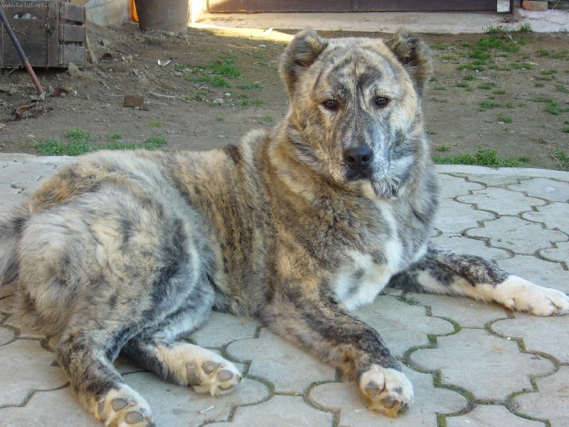 Foto: Nikita-8 mesa�n� �teniatko - fenka