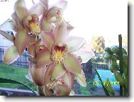 Cymbidium