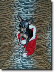 Eralash Hadja Nassreddin/Russian toy terrier