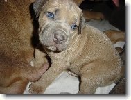 tntko cane corso