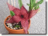 Stapelia v rozkvtu