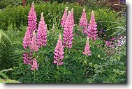 krsa vlho bobu (lupinus)