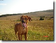 rhodesky ridgeback