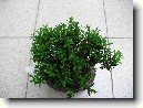 Buxus harlandii, buxus microphylla sinica, Zimostrz