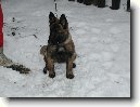 Belgick ovk - Malinois