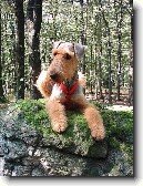 Airedale terier
