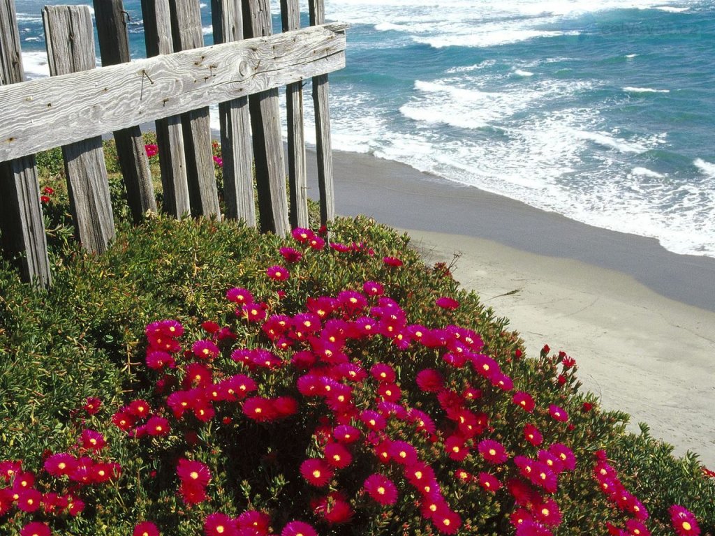 Foto: Ice Plant, Central Coast, California