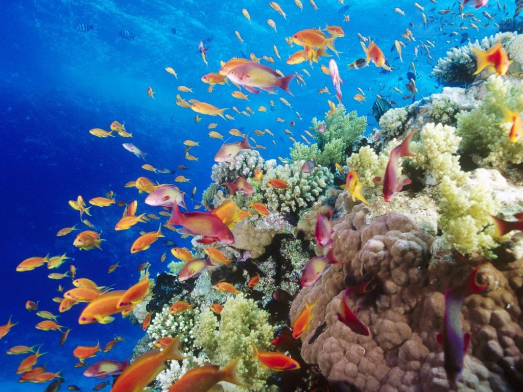 Foto: Coral Reef, Southern Red Sea, Near Safaga, Egypt