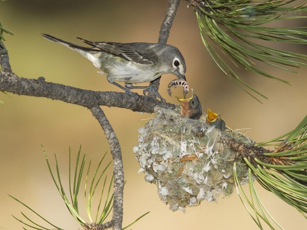 Foto: Plumbeous Vireo Mother With Hungry Chicks, White Mountains, Arizona