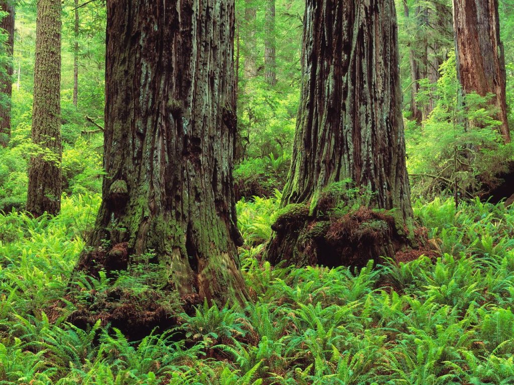 Foto: Redwood Trunks And Ferns, Prairie Creek Redwoods State Park, California