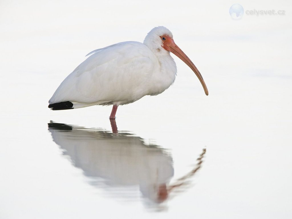 Foto: White Ibis At Dawn, Fort Meyers, Florida