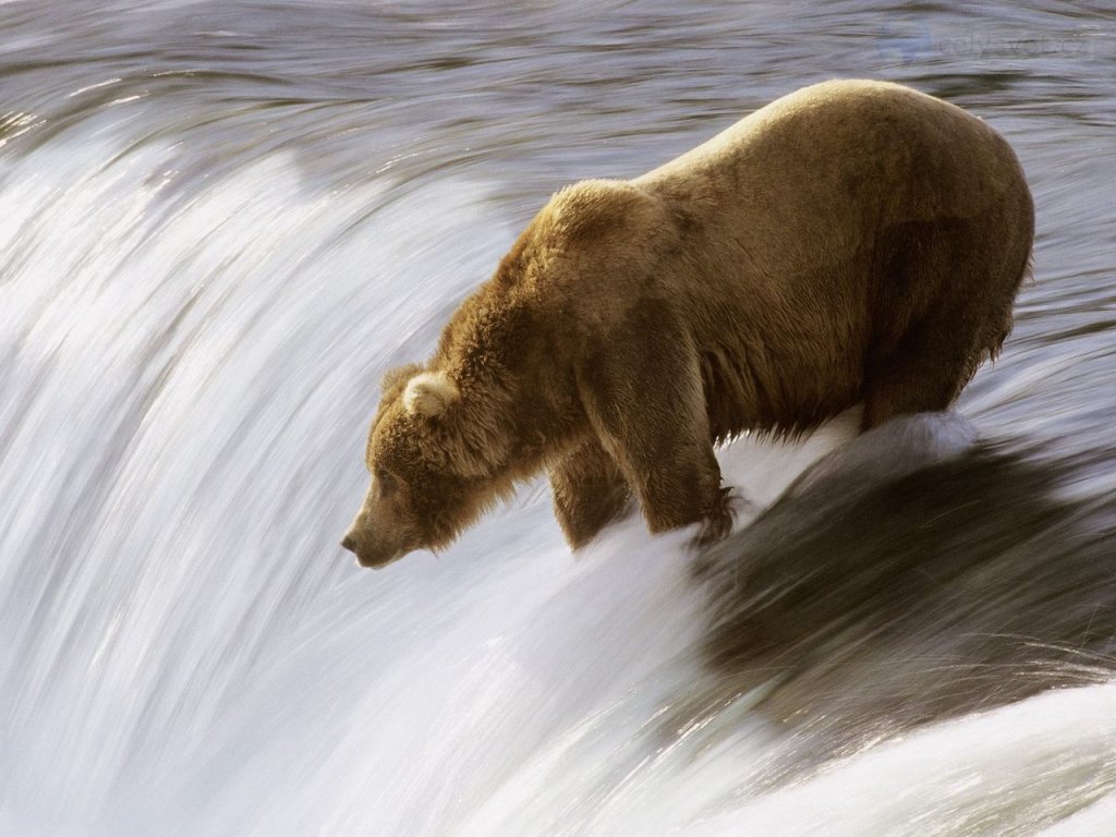 Foto: Grizzly Fishing In The Brooks River, Katmai National Park, Alaska