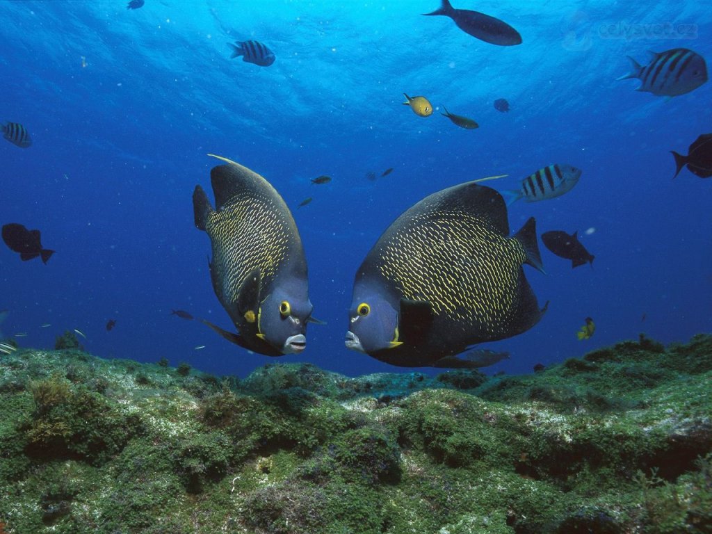 Foto: French Angelfish Pair, Rocas Atoll, Brazil