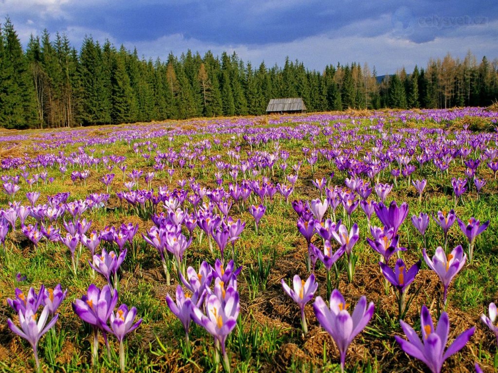 Foto: Crocuses, Chocholowska Valley, Tatra National Park, Poland