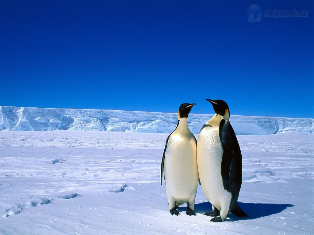 Foto: Emperor Penguins, Antarctica