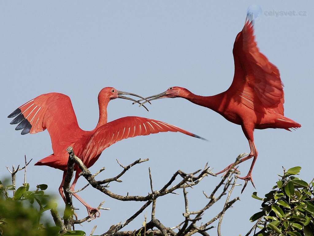 Foto: Scarlet Ibises, Venezuela