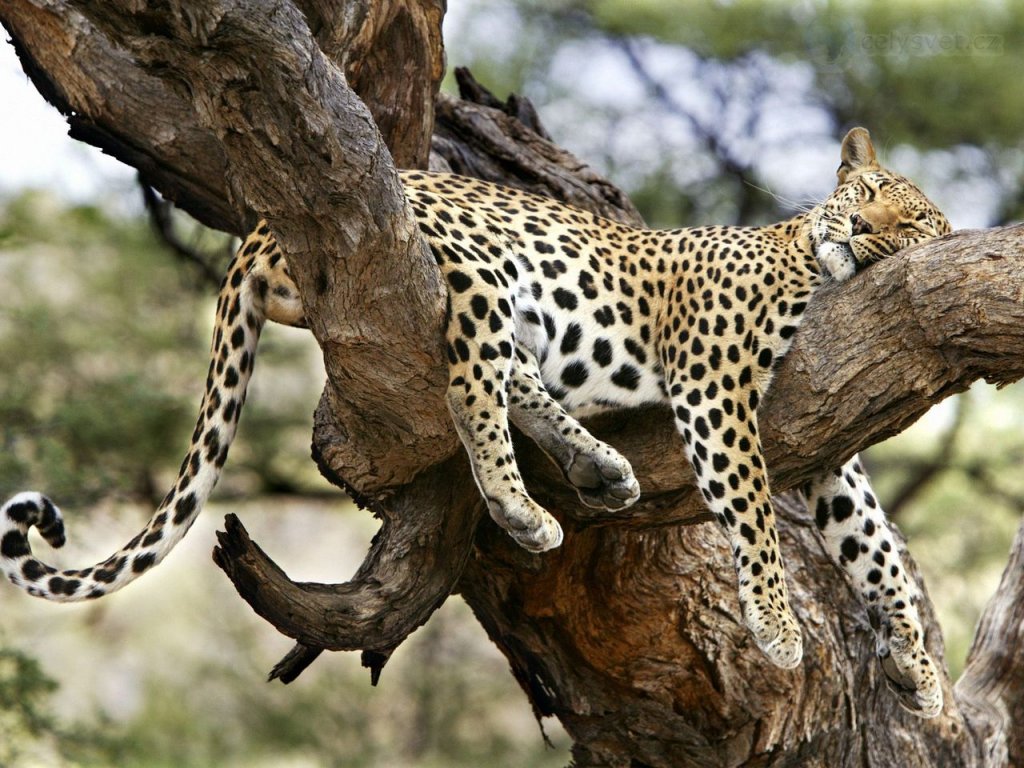 Foto: Comfy Slumber, Kenya