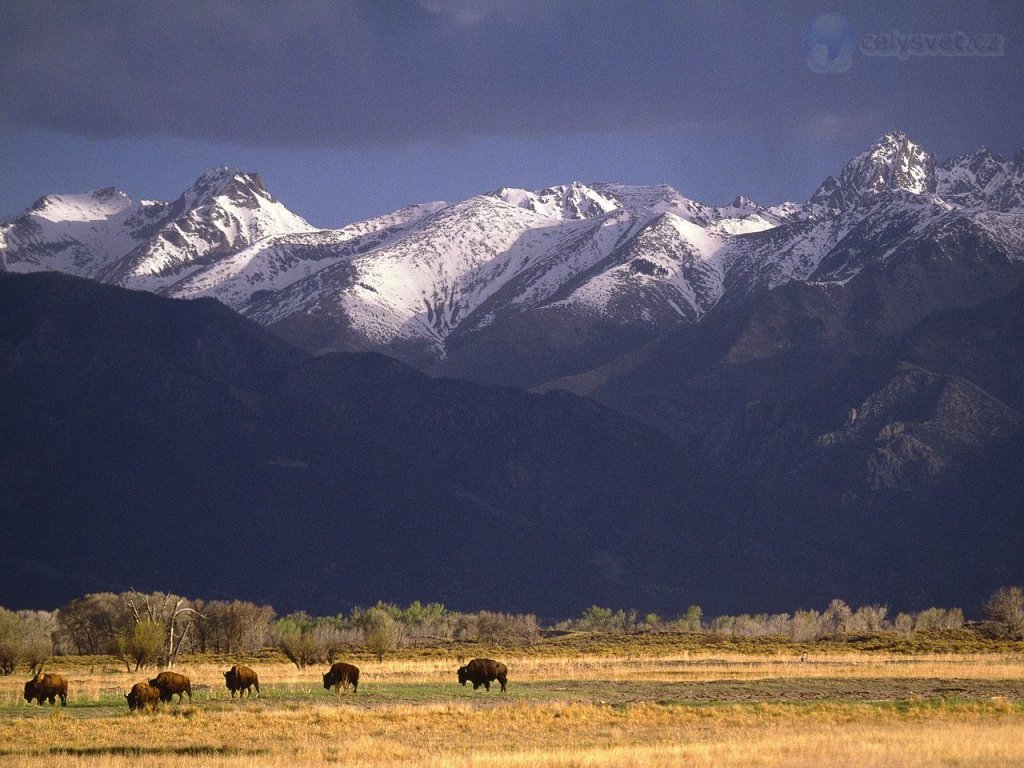 Foto: Grazing Bison, Sangre De Cristo Range, Colorado