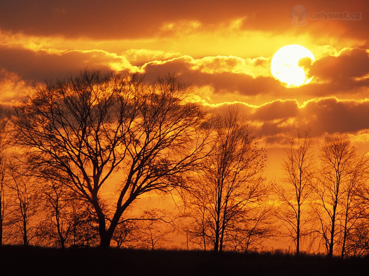 Foto: Trees Silhouetted At Sunset, Virginia