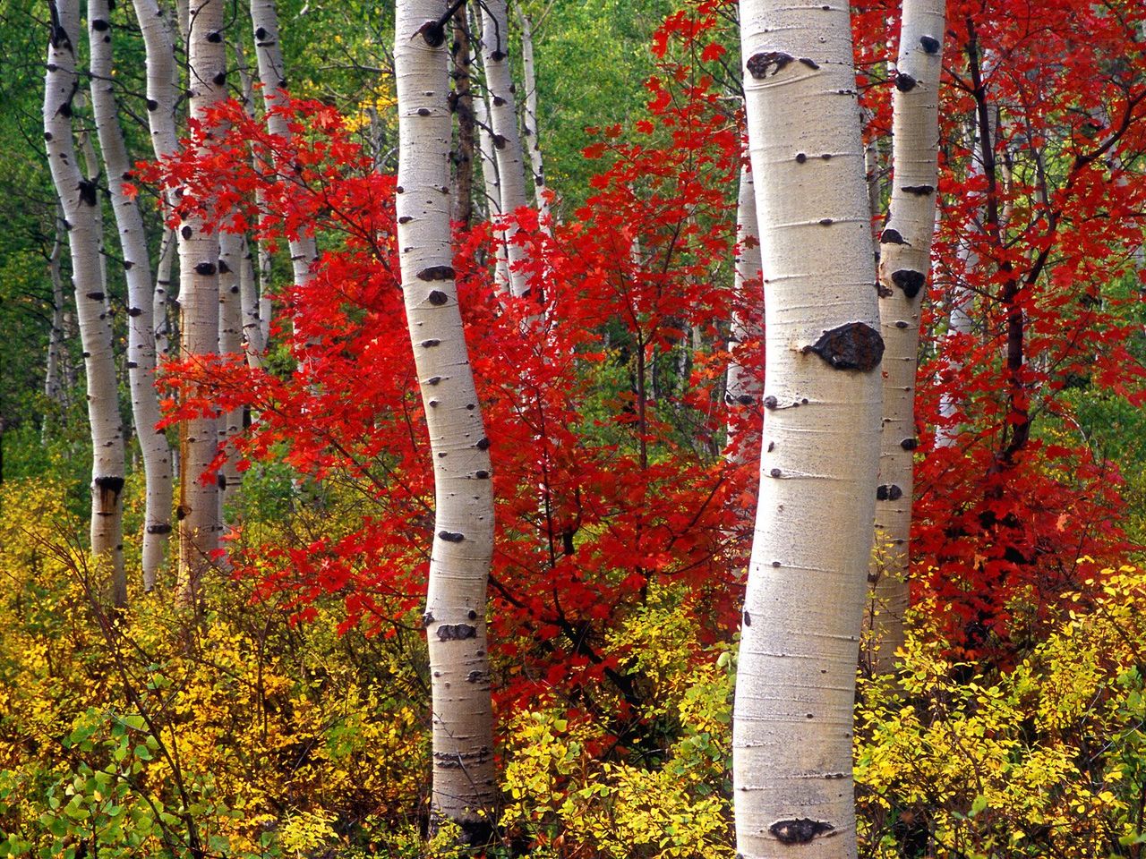 Foto: Aspens And Maples, Colorado