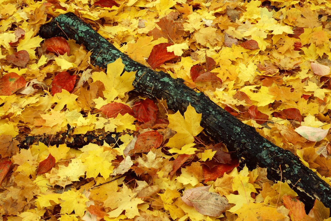 Foto: Forest Floor In Fall, Jersey County Pere Marquette State Park, Illinois