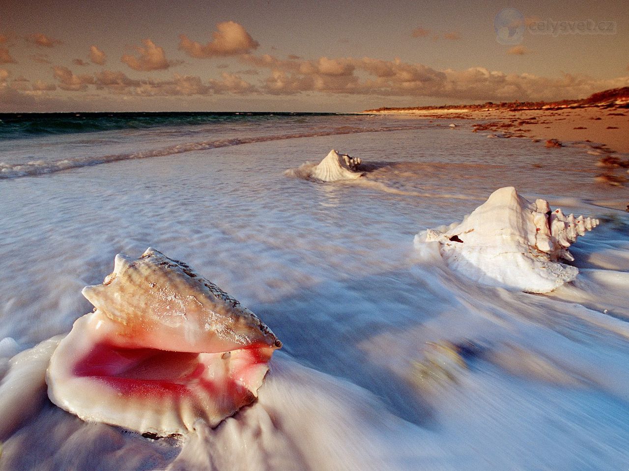 Foto: Conch Shells, Cat Island, Bahamas