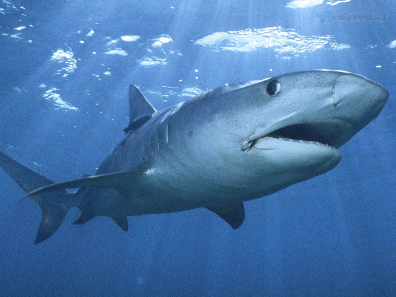 Foto: Tiger Shark, Bahamas