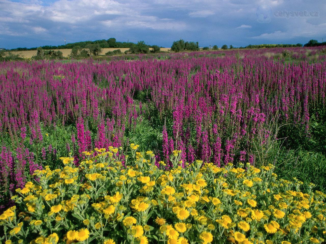 Foto: Loosestrifes And Daisies, Ireland