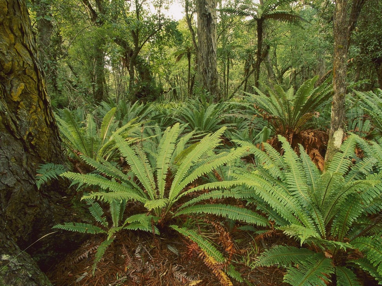 Foto: Crown Fern In Rimu Forest, Stewart Island, New Zealand