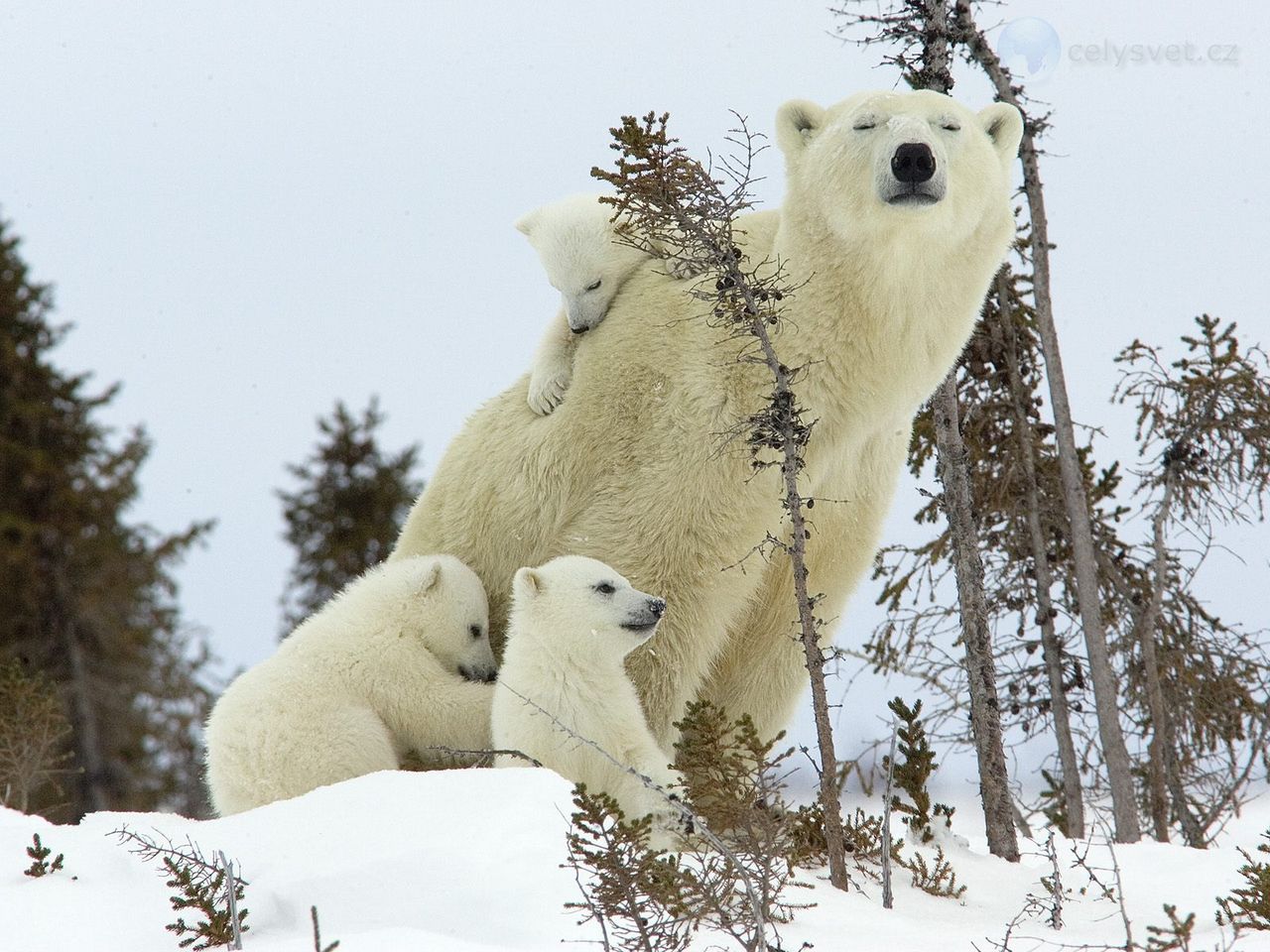 Foto: Mother Polar Bear And Cubs, Wapusk National Park, Manitoba, Canada