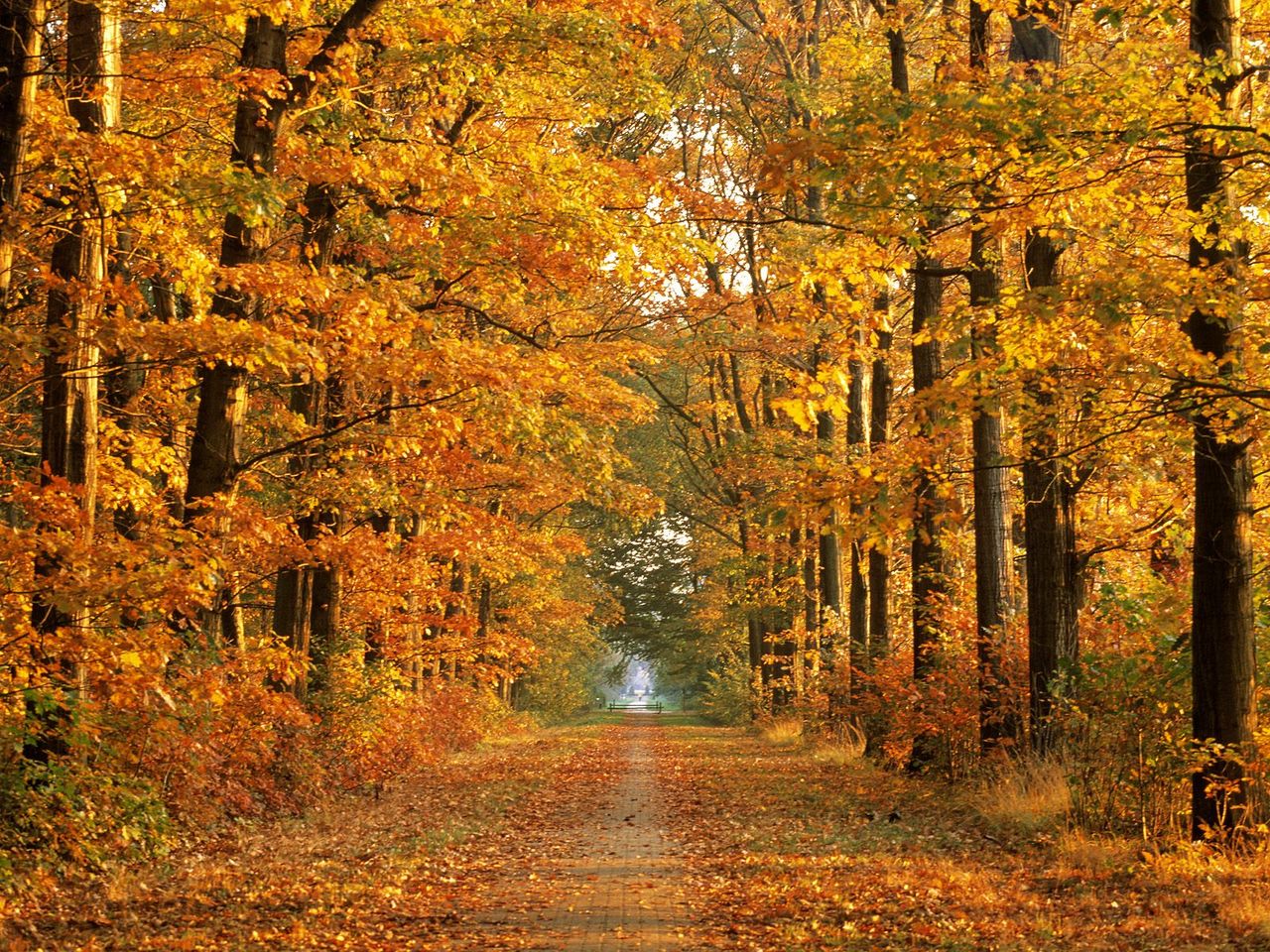 Foto: Tree Lined Road In Hardwood Forest, Achterhoek, Gelderland, The Netherlands