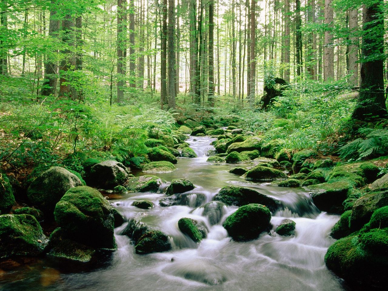 Foto: Bayerischer Wald National Park, Germany