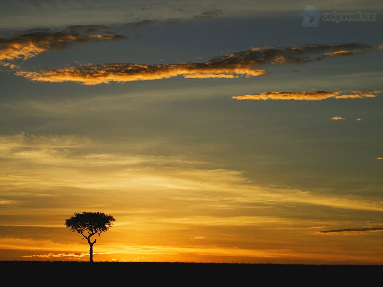 Foto: Single Acacia Tree At Sunrise, Masai Mara, Kenya