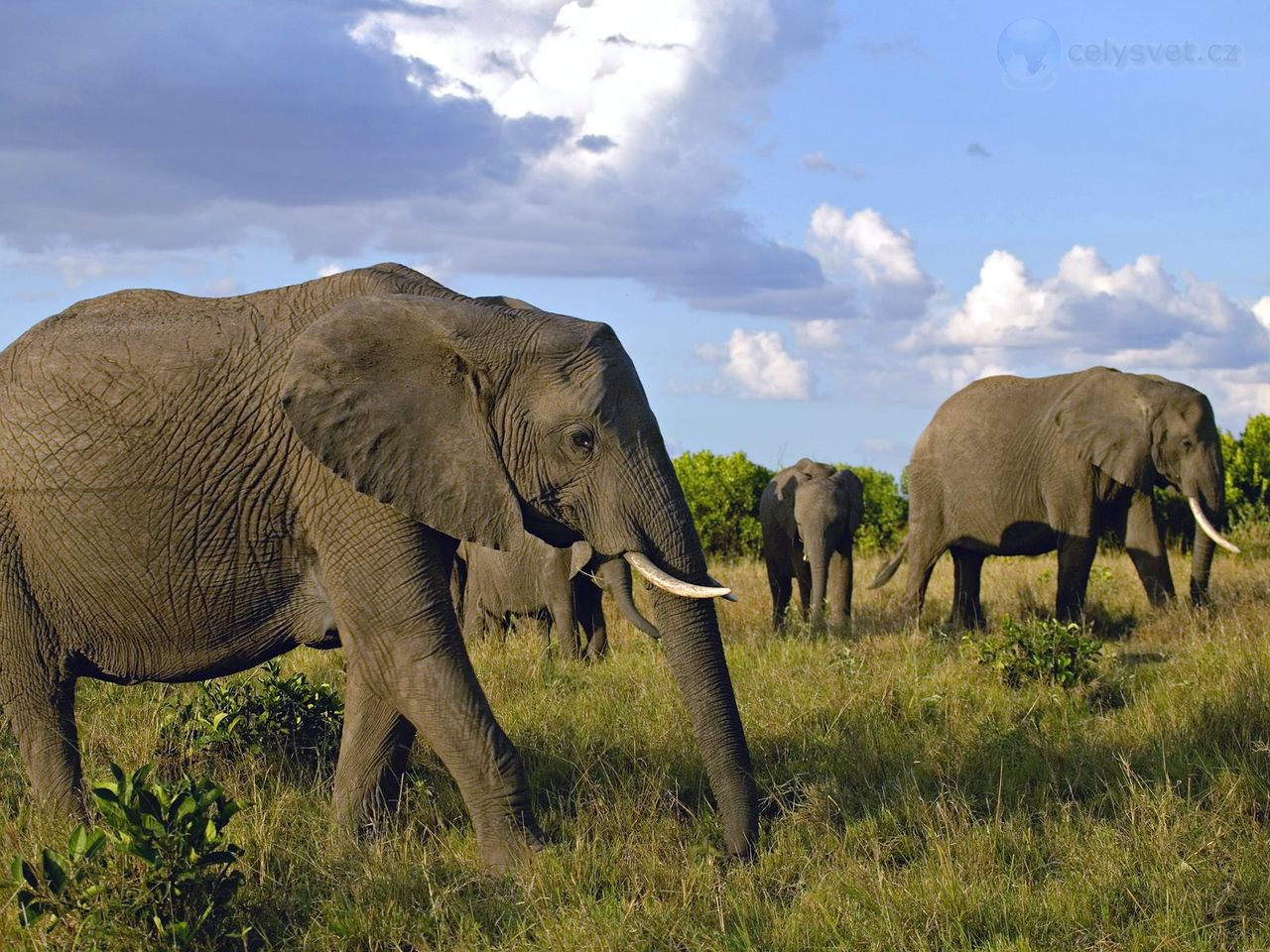 Foto: Herd Of African Elephants, Masai Mara Game Reserve, Kenya