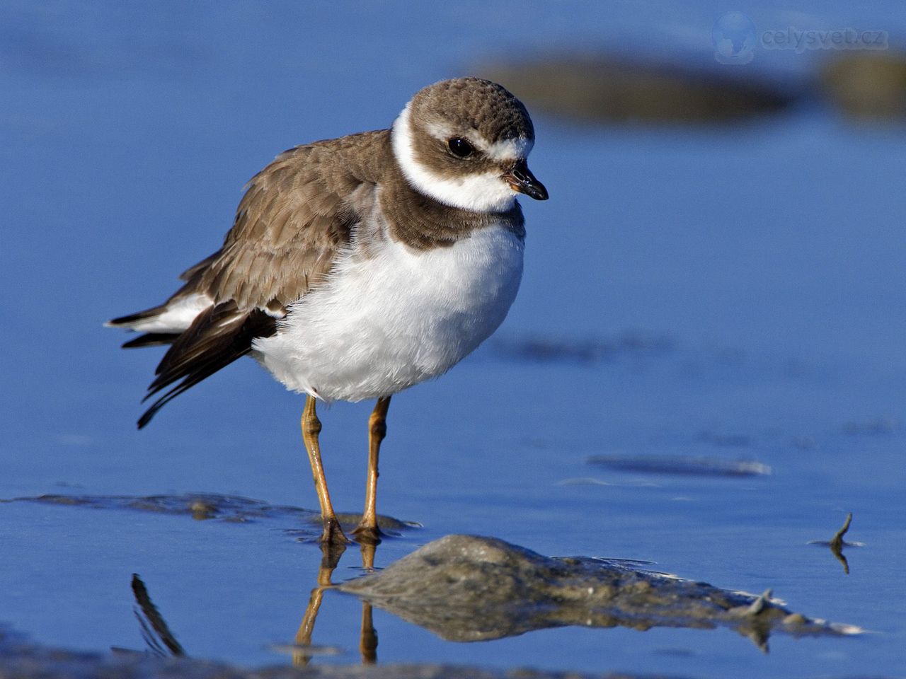 Foto: Semipalmated Plover, Sanibel Island, Florida