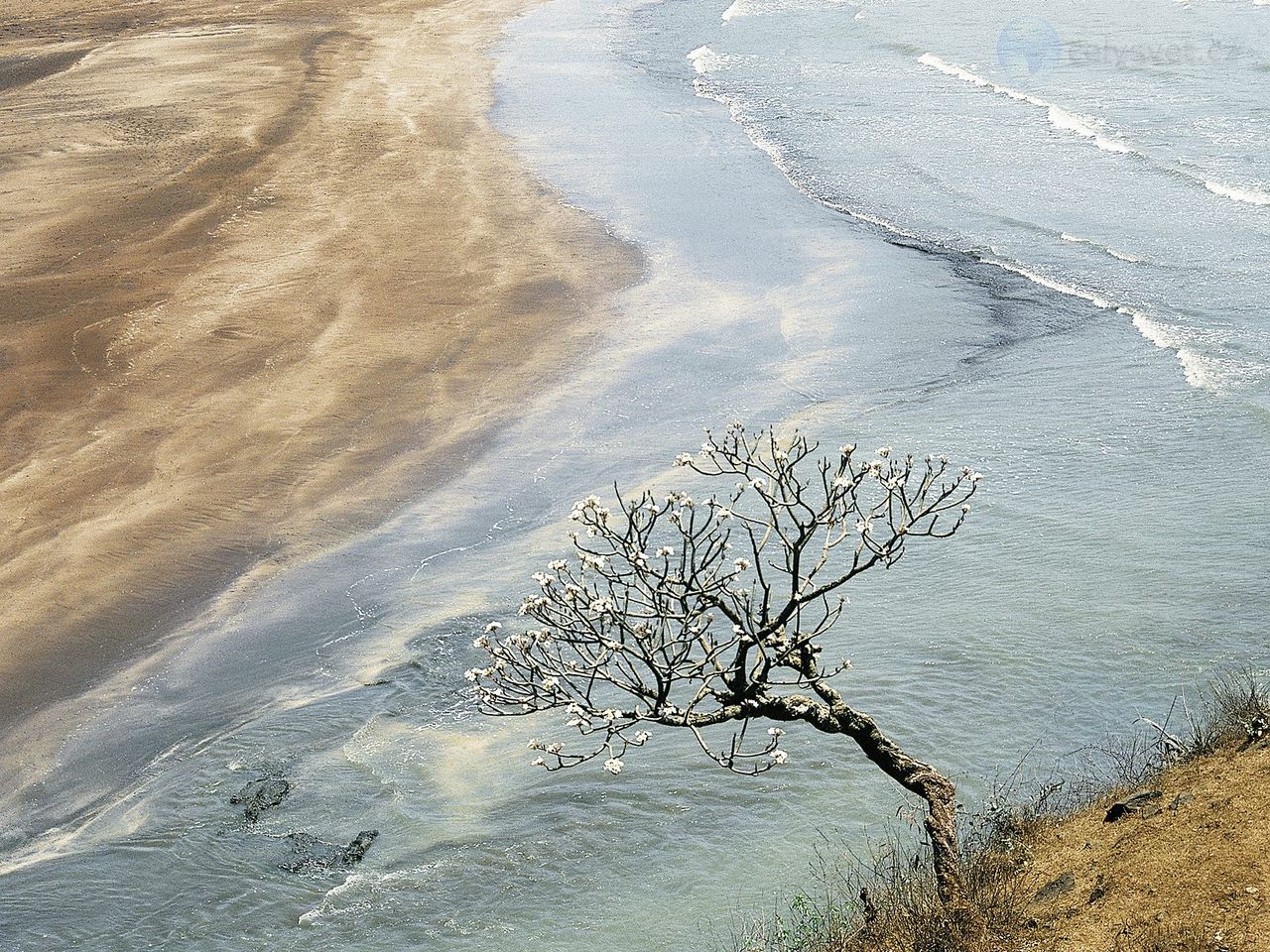 Foto: Champak Tree, Maharashtra, India