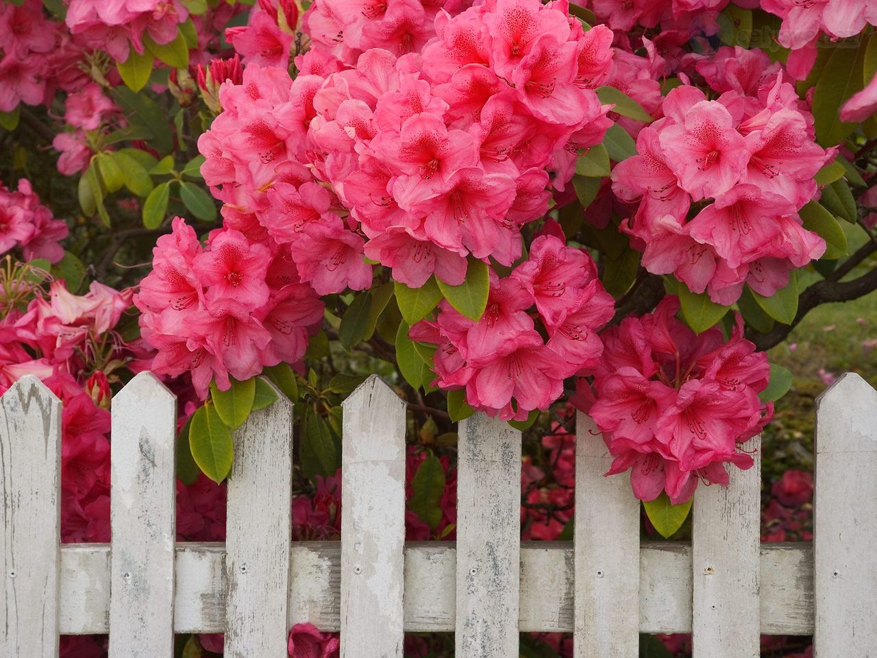 Foto: Rhododendron And Fence, Reedsport, Oregon