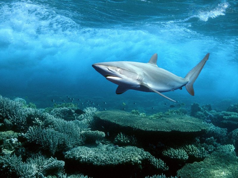 Foto: Silky Shark, Red Sea, Egypt