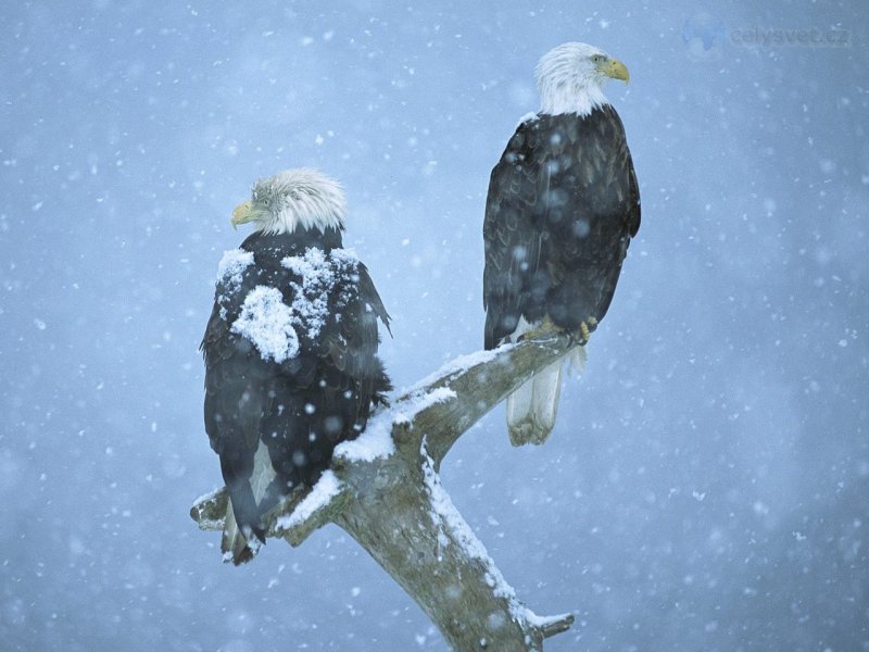 Foto: Bald Eagles In Falling Snow, Kenai Peninsula, Alaska