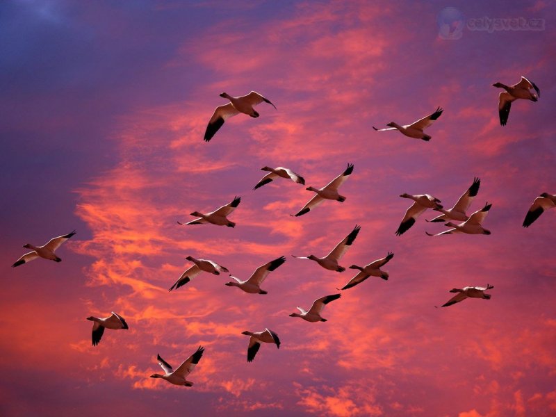 Foto: Migrating Snow Geese, Skagit Flats, Washington