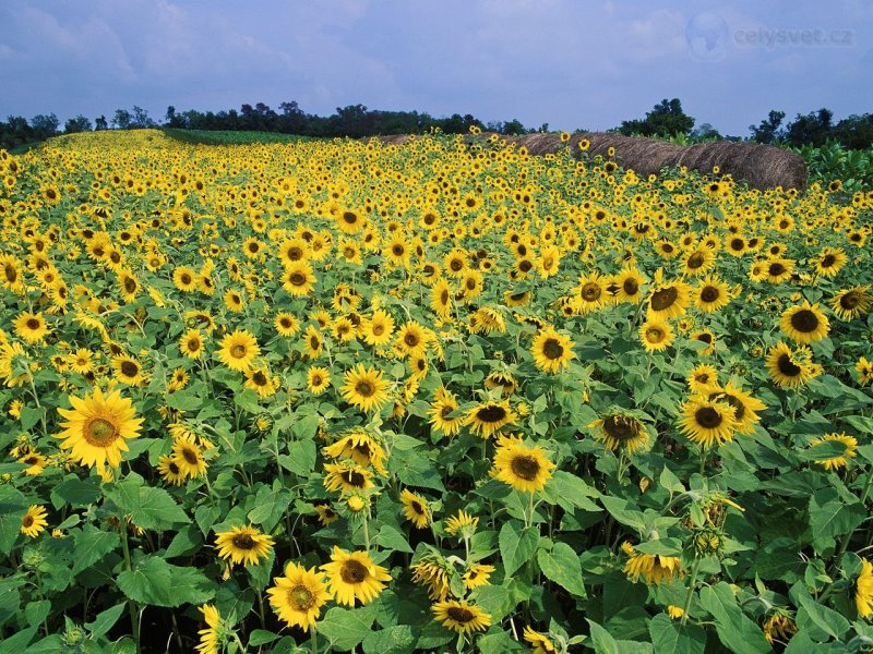 Foto: Sunflower Field, Near Lexington, Kentucky