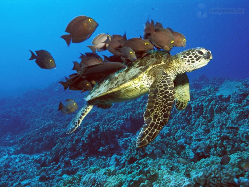 Foto: Green Sea Turtle Being Cleaned By Reef Fishes, Hawaii