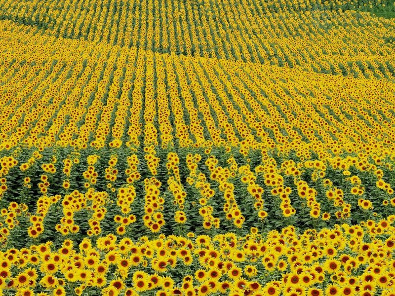 Foto: Sunflowers, Andalucia, Cadiz Province, Spain