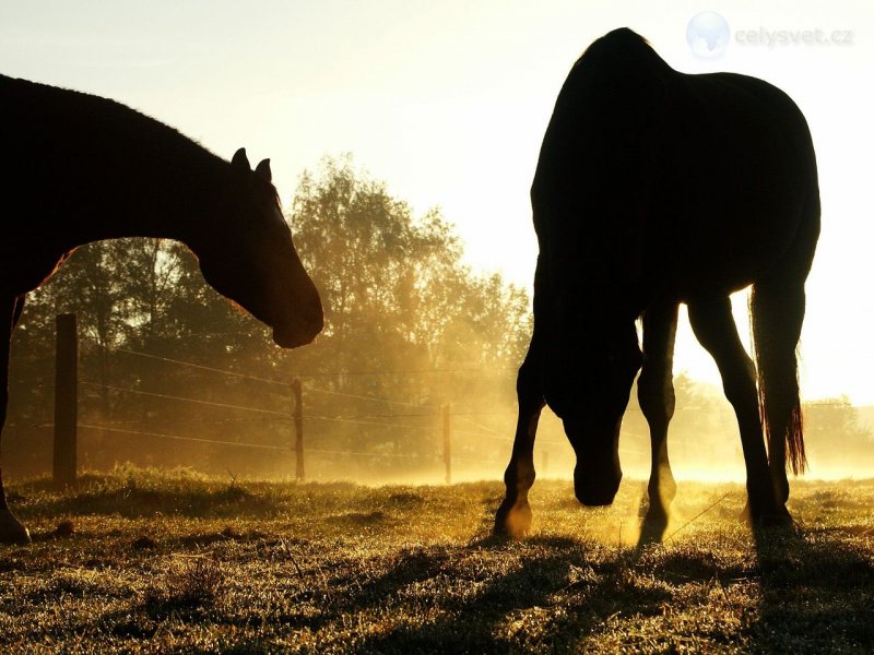 Foto: Backlit Horses, Duesseldorf, Germany