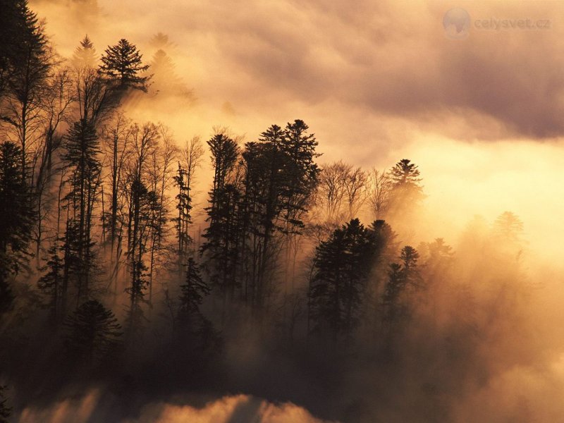 Foto: Woodland In Mist, Vosges, France