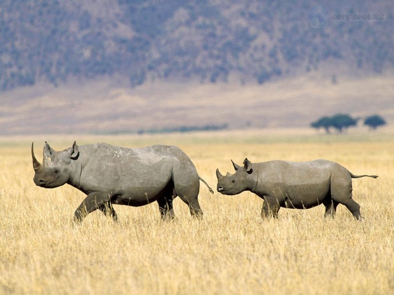 Foto: Black Rhinoceros Crossing The Savannah, Tanzania