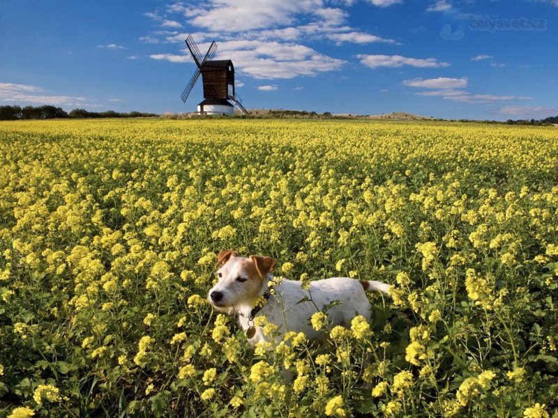 Foto: Pitstone Windmill, Bucks, England